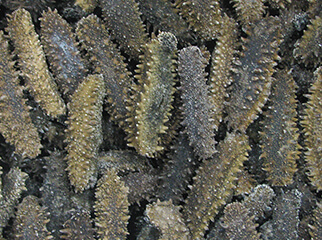 不同人群进补海参每天应该吃多少？