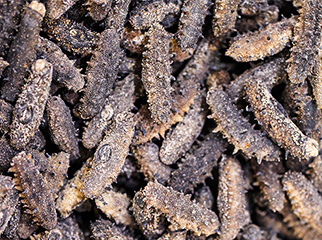 海参的口感和营养价值有多大关系？