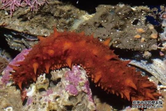 海参有眼睛吗？