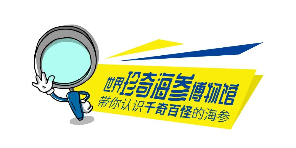 世界珍奇海参博物馆丨玉足海参：爱“冬眠”的热带海参
