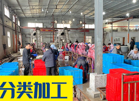 涨价了！海参产地比肩继踵，全国各地收参户开启抢货大战！