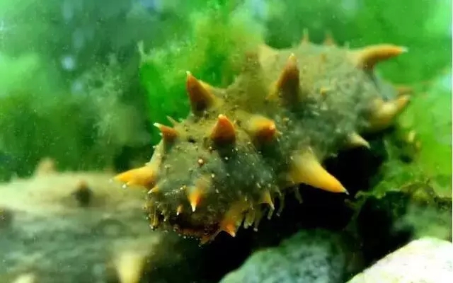 高温灾害！海参遭受重创，价格攀升成定局！