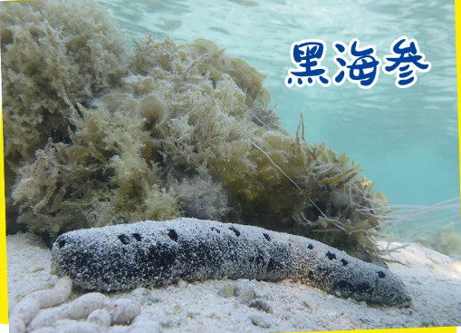 黑海参丨我是一只海参，长得像被机.关.枪扫射过...